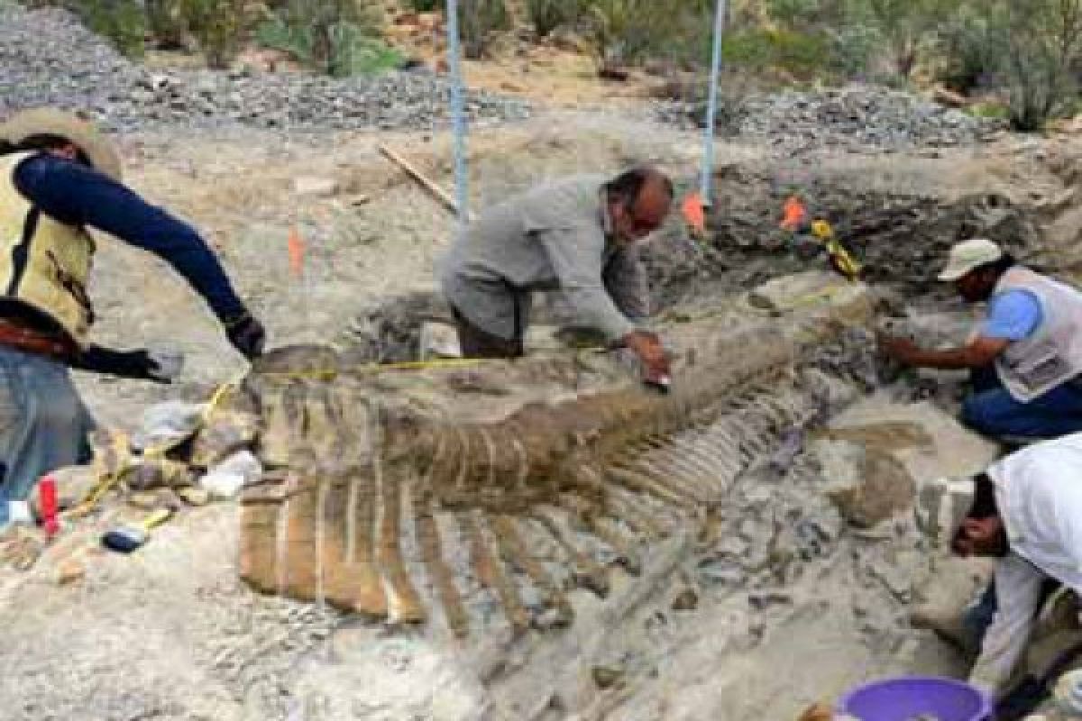 Arkeolog temukan ekor dinosaurus di Meksiko