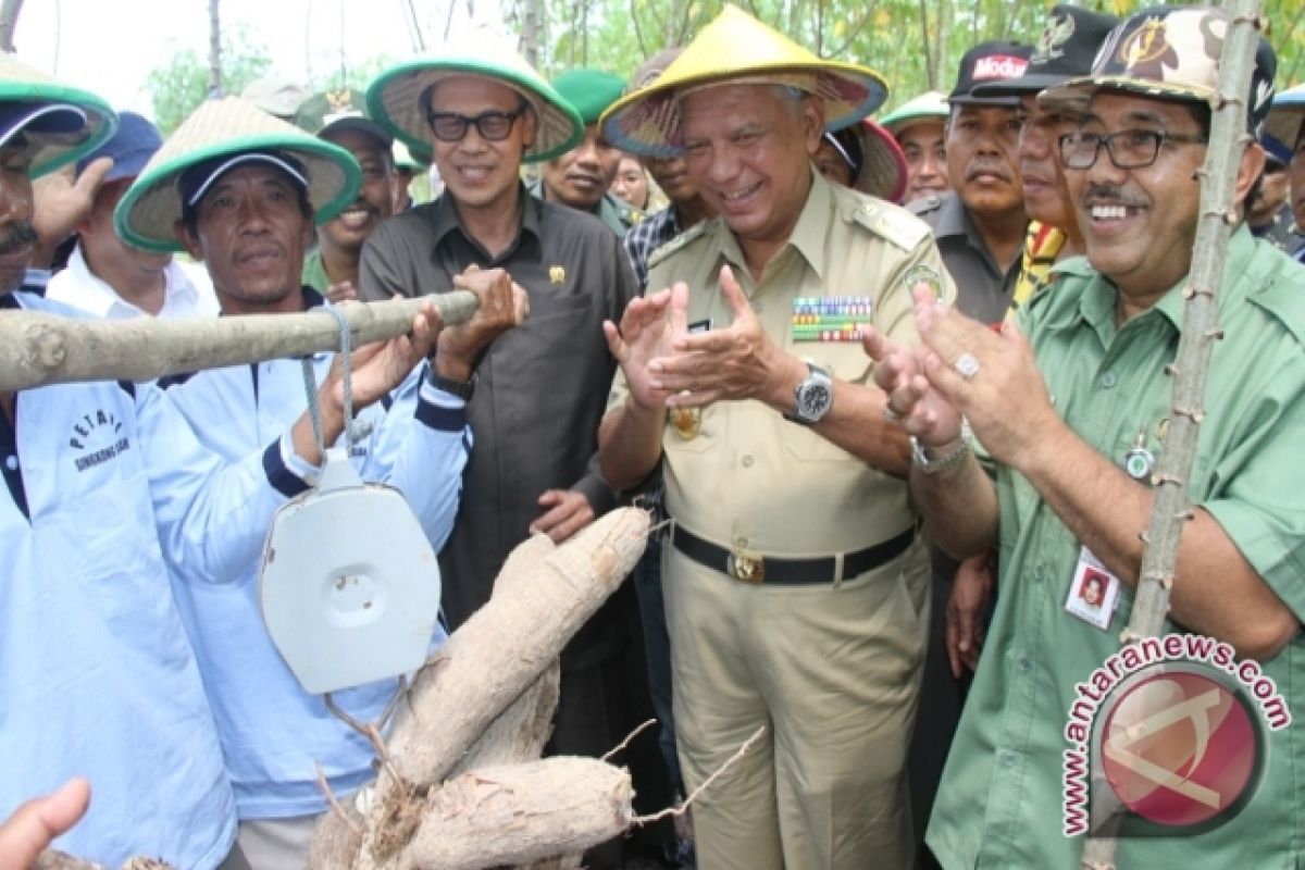  Gubernur Panen Singkong Gajah di Muara Jawa