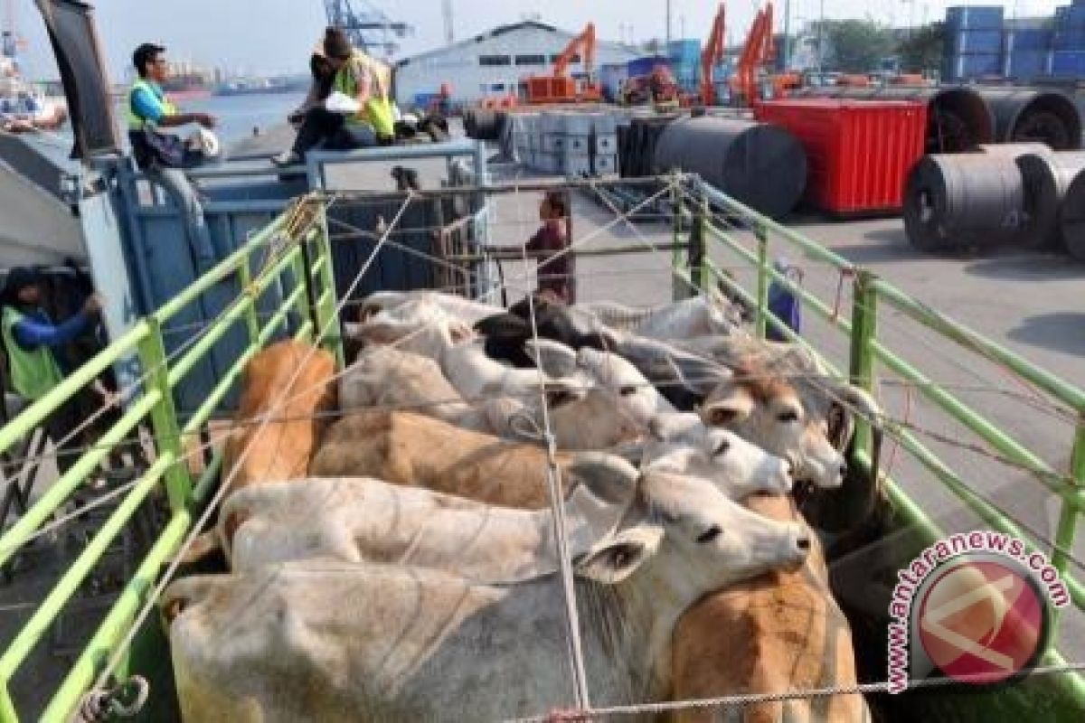 Pasokan Sapi ke Kalbar Terhambat Gelombang Tinggi 