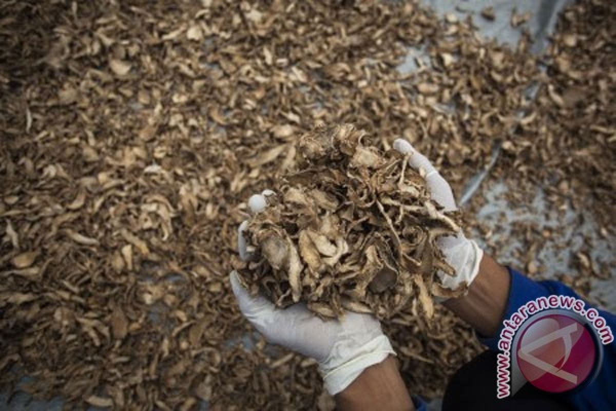 Mahasiswa UGM perkenalkan jamu  ke Jerman