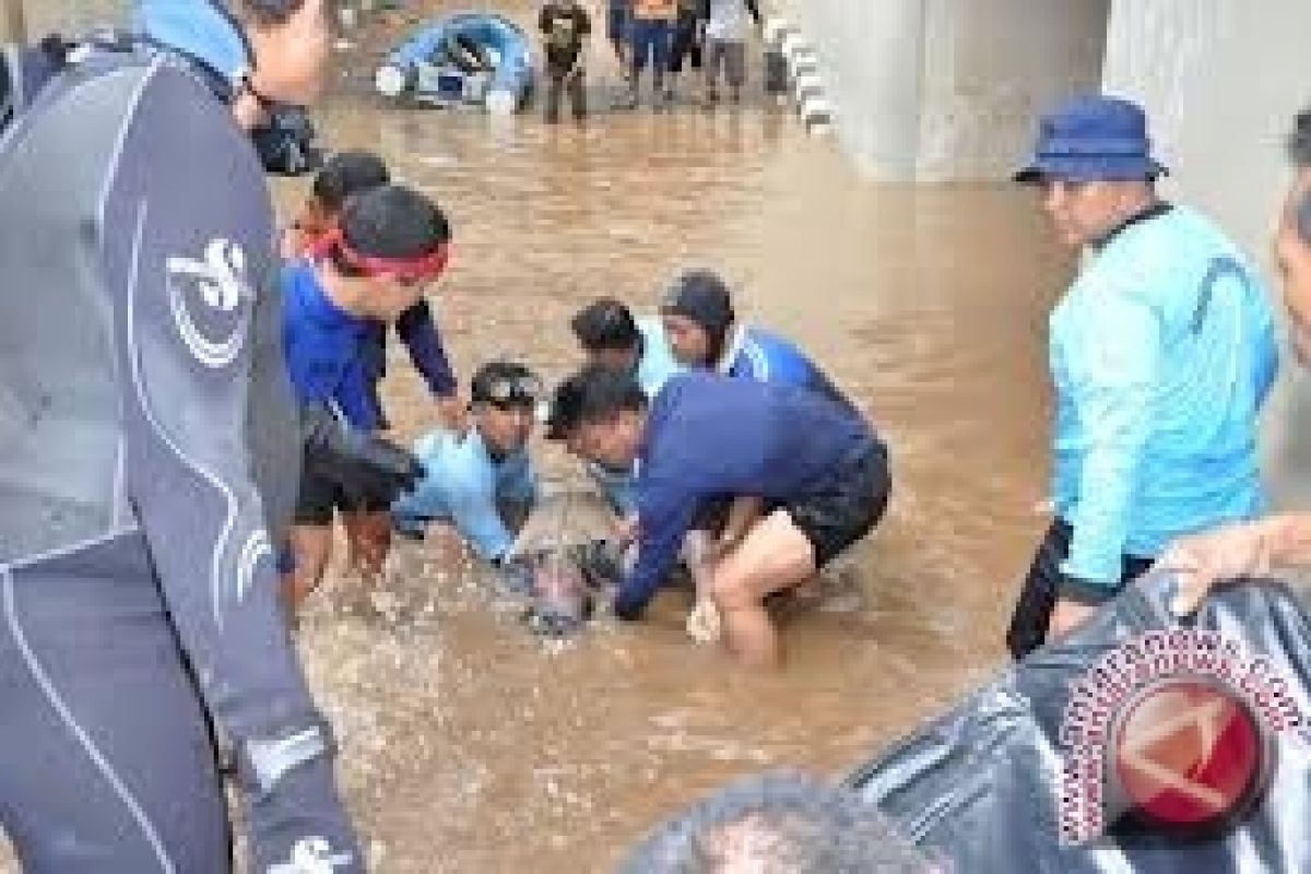 Banjir Morowali Renggut Dua Korban Tewas