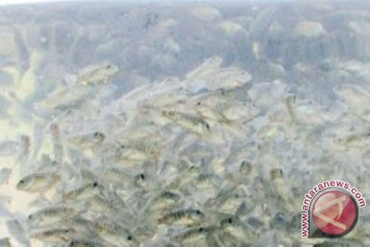 China Lepaskan Benih Ikan ke Laut Bohai