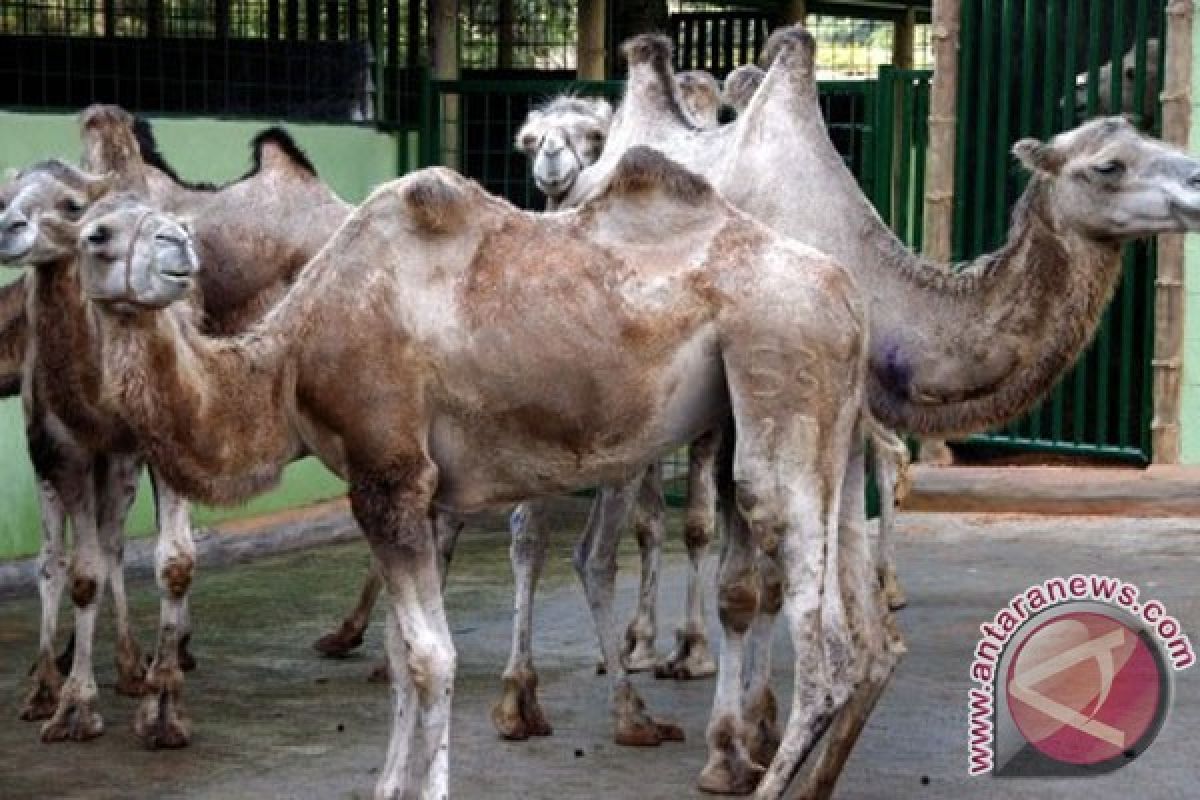 "Bali Zoo" edukasi anak peduli lingkungan