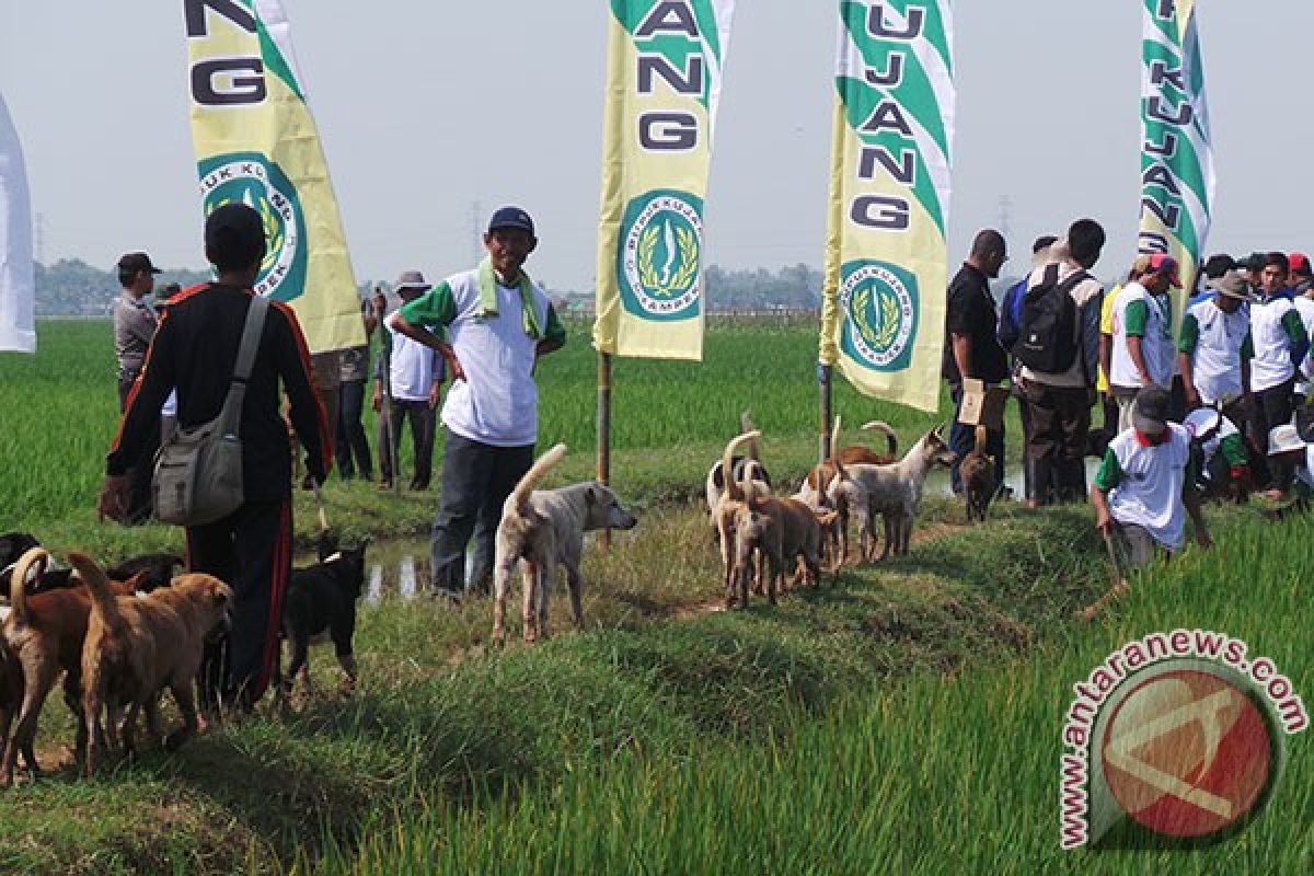 Sekitar 75 ribu tikus "digropyok" di tiga kabupaten