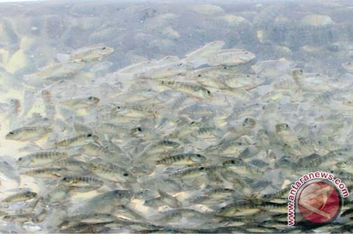 Barut "Restocking" 60.000 Ikan Di Tiga Danau 