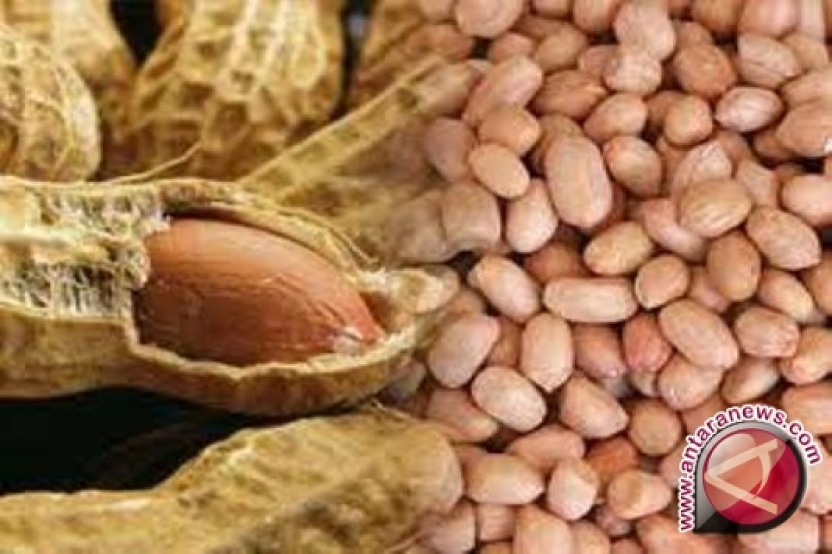 Harga Kacang Tanah di Muntok Naik Rp10.000