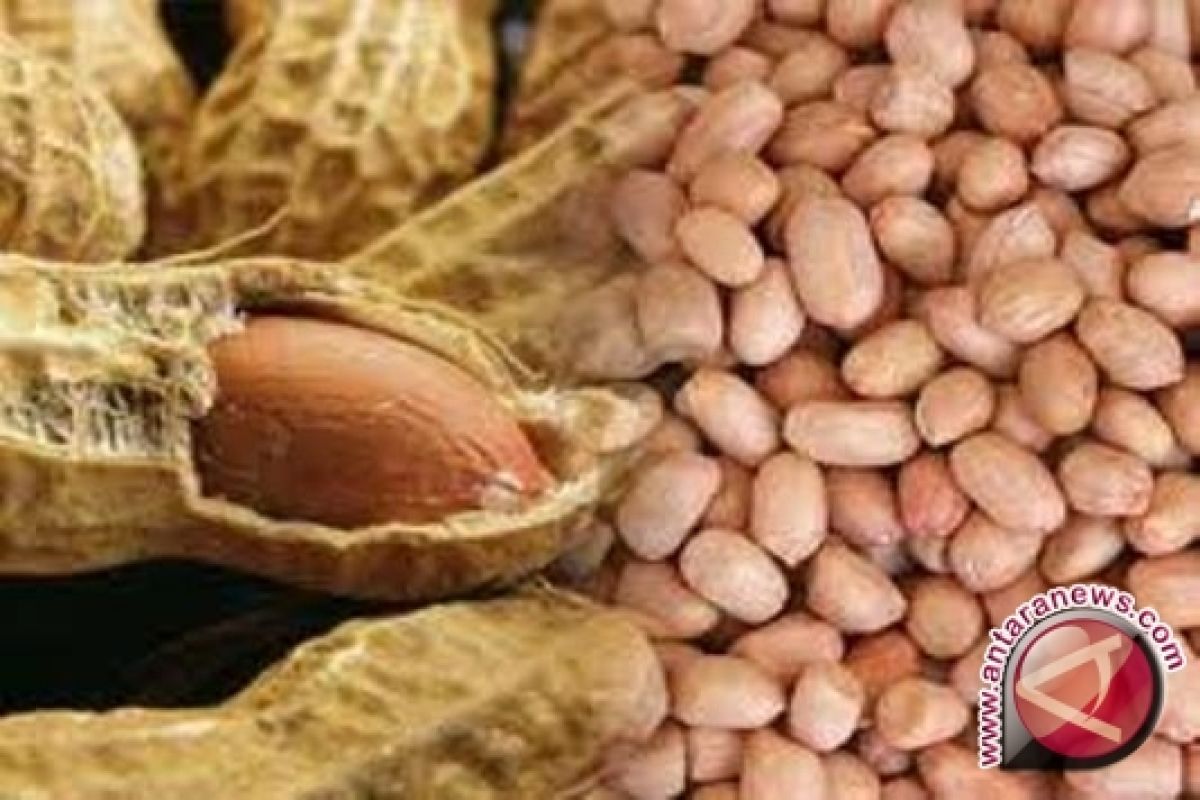 Stok Kacang Tanah di Babel Cukup