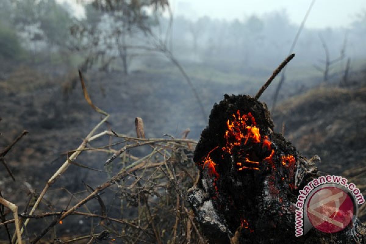 Seorang warga terpanggang saat kebakaran lahan gambut