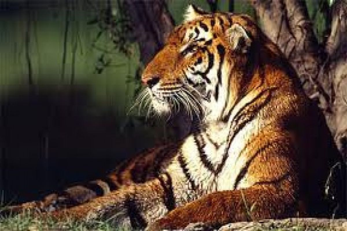 Populasi Harimau di Nepal naik 38 persen