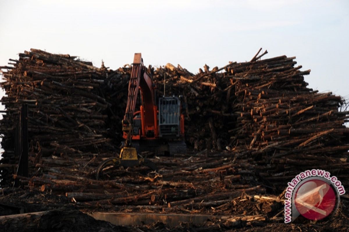 Dishutbun tegur PT Lonsum terkait pengolahan kayu