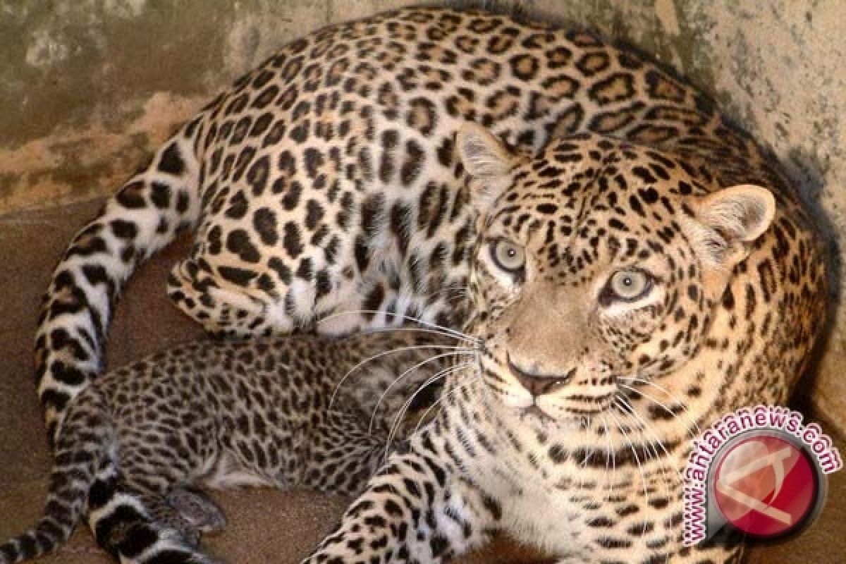  Warga Lereng Merapi Berjaga Antisipasi Serangan Macan