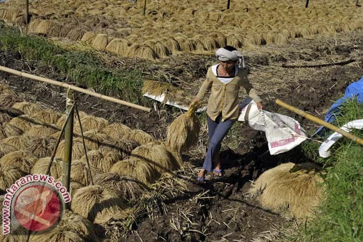 BPS Temukan Petani Jual GKP Kualitas Rendah