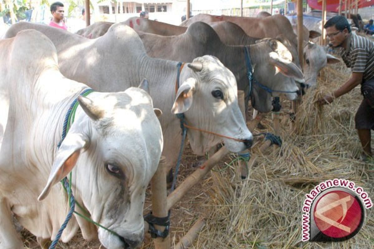 Harga sapi kurban di Kota Bogor naik