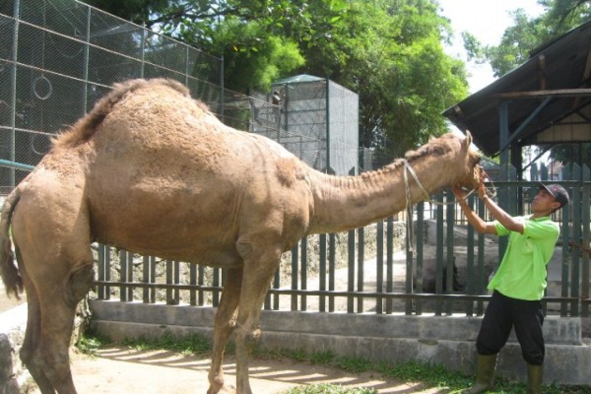 Unta  Taman Hewan Siantar