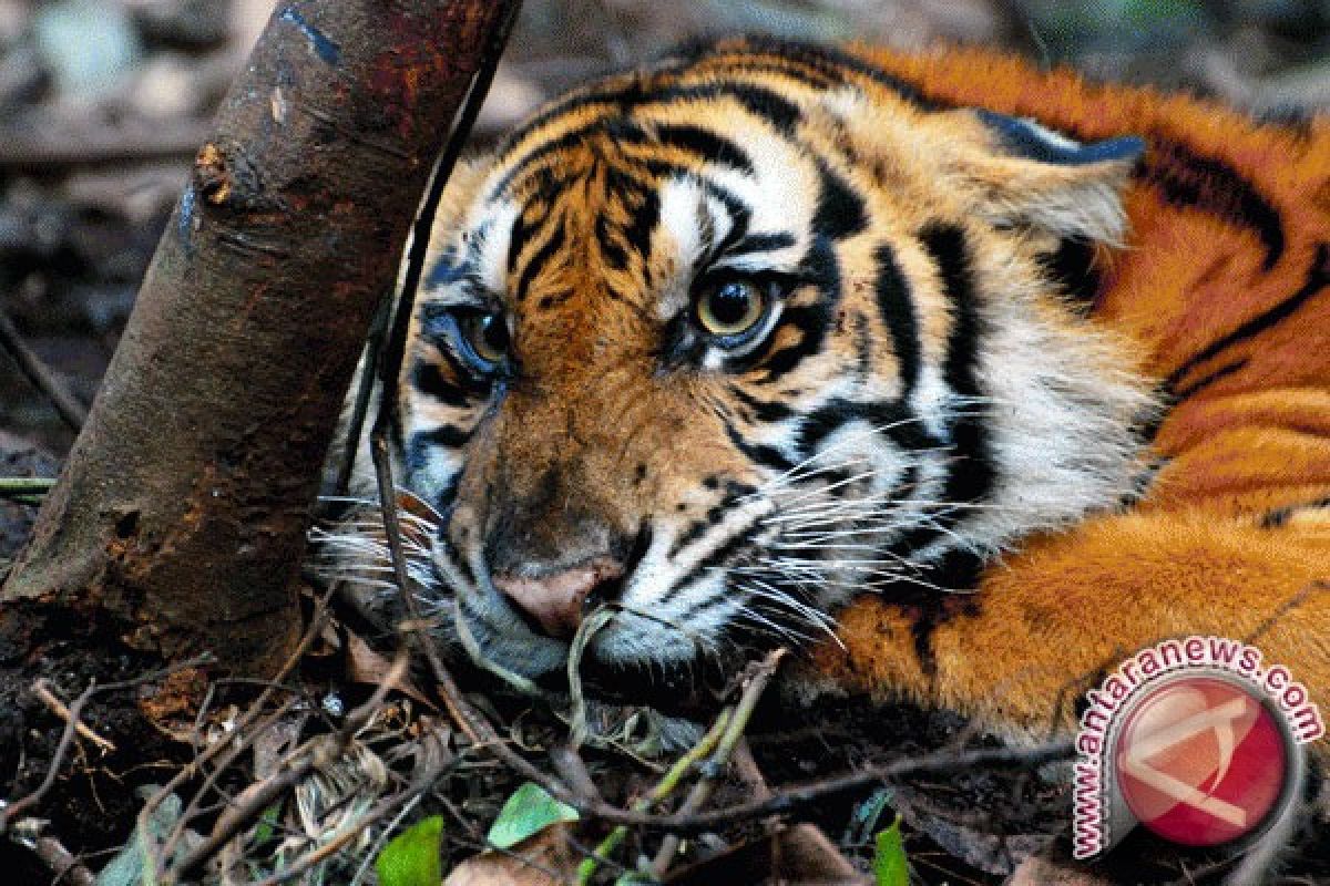 EP ditemukan tewas diterkam harimau di Tambling