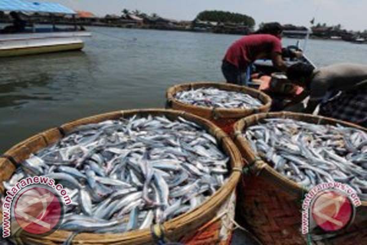 Hasil tangkapan ikan nelayan Majene berkurang