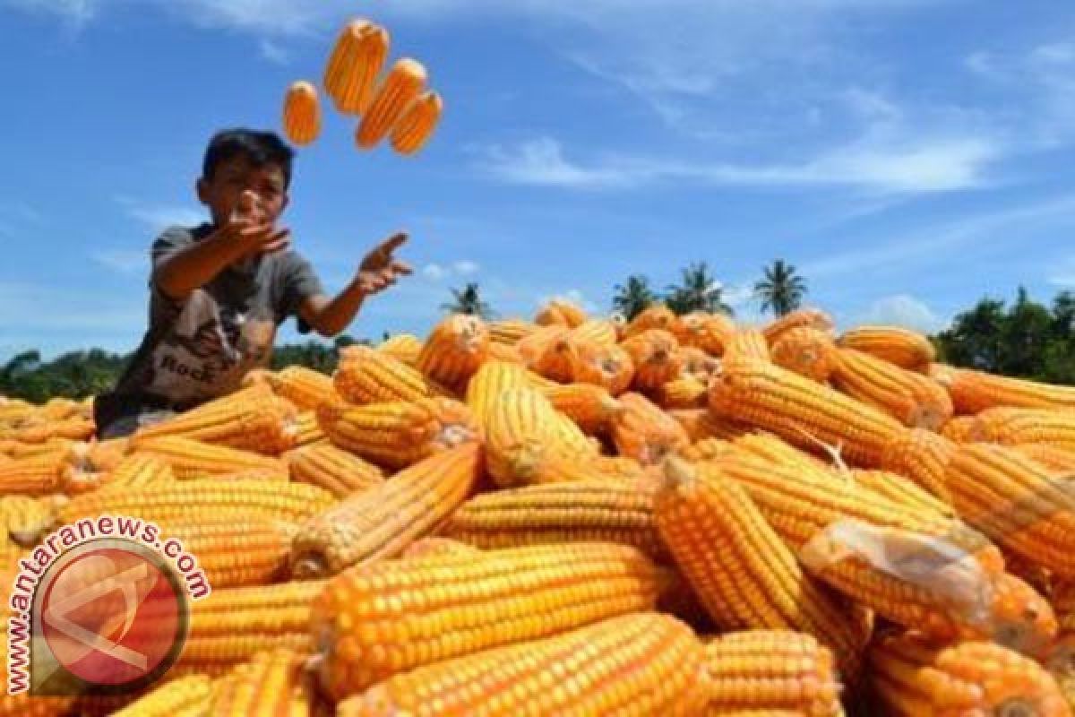 Produksi Jagung Sulsel Dekati 2 Juta Ton