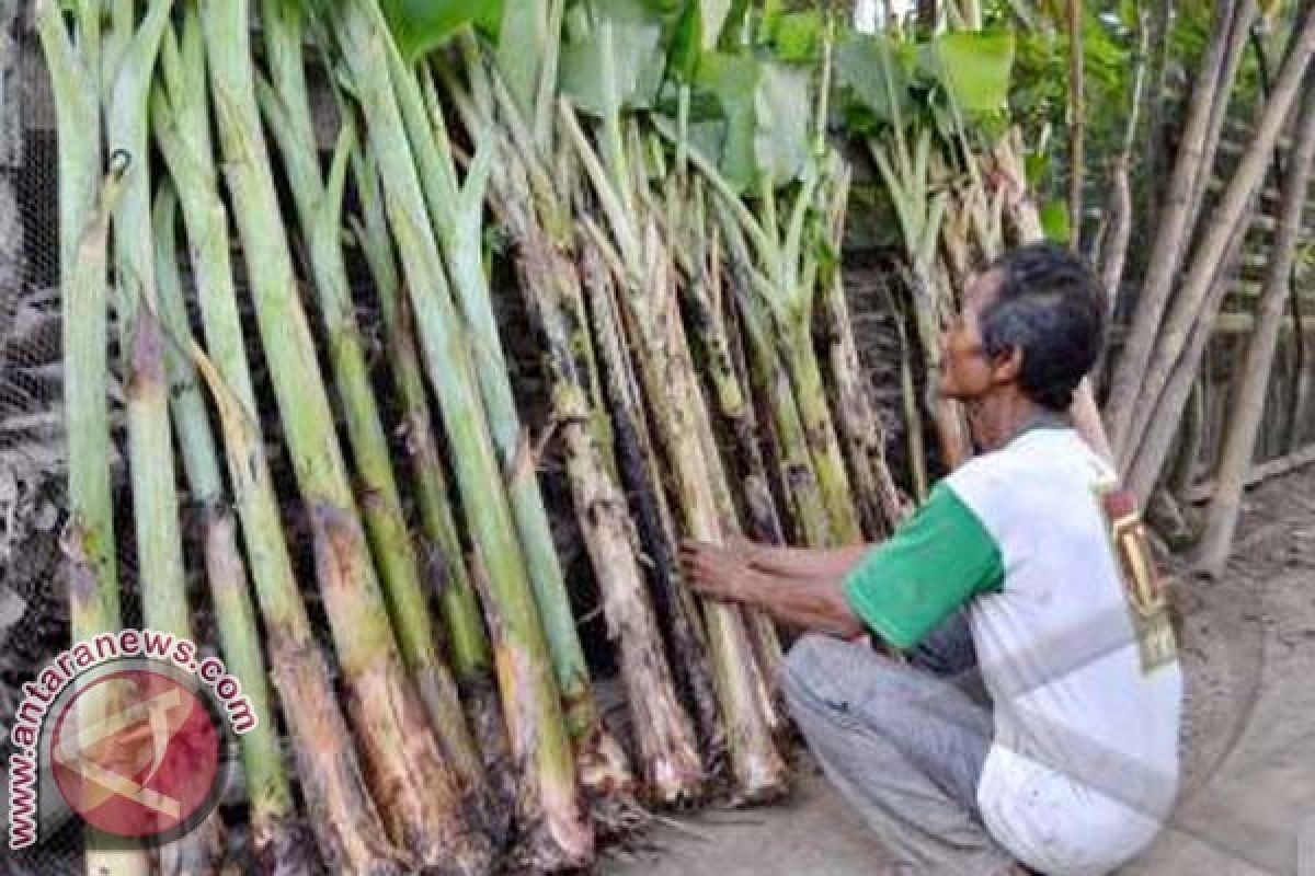 Sulbar Bantu Bibit Pisang Petani Majene 