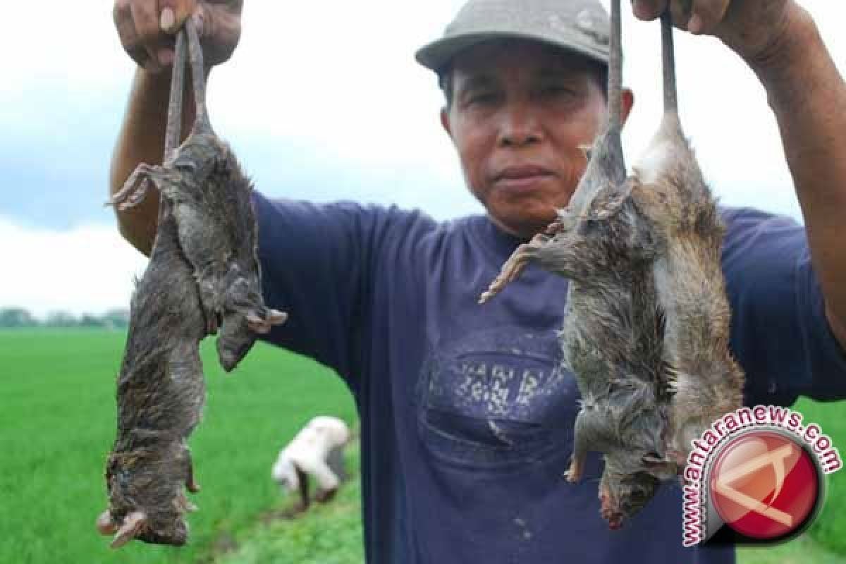 Pupuk Kujang bersama petani Karawang gropyokan tikus
