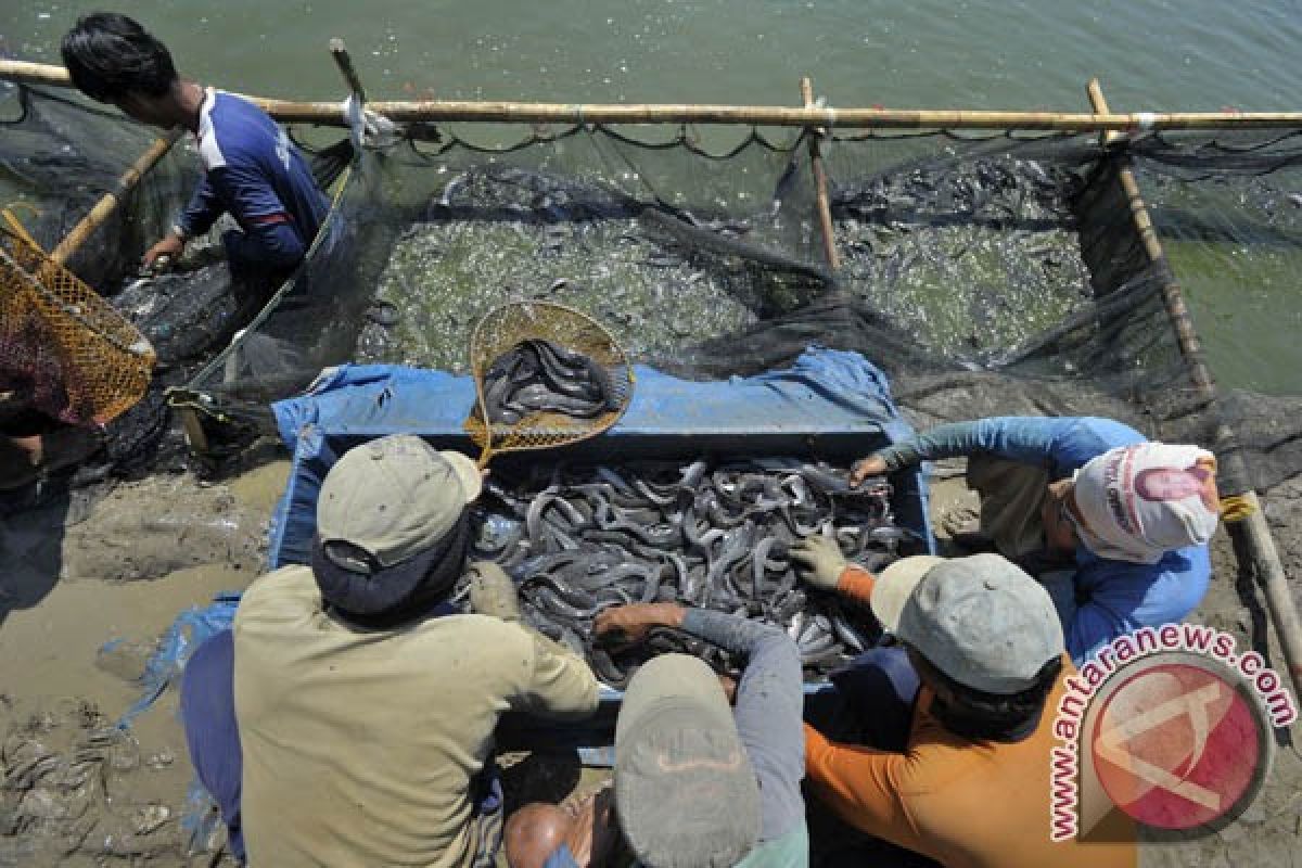 Bantul kembangkan budi daya ikan hemat lahan