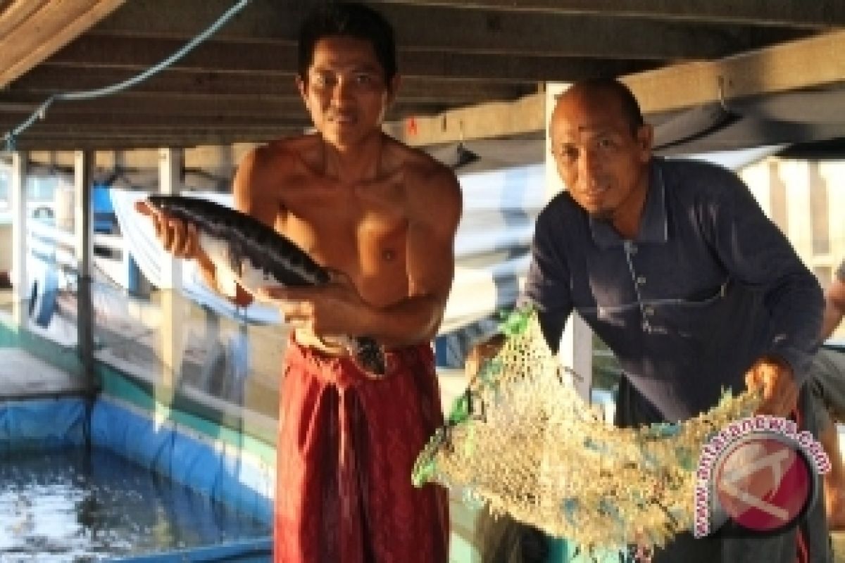 Warga Hulu Mahakam Kurang Suka Makan Ikan Toman 