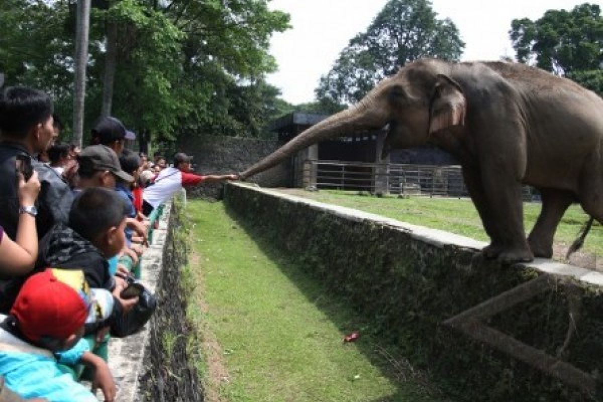 Kebun binatang Kasang Kulim didapati ribuan pengunjung
