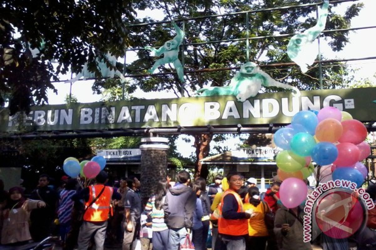 Kebun Binatang Bandung kedatangan bayi unta dan wau-wau