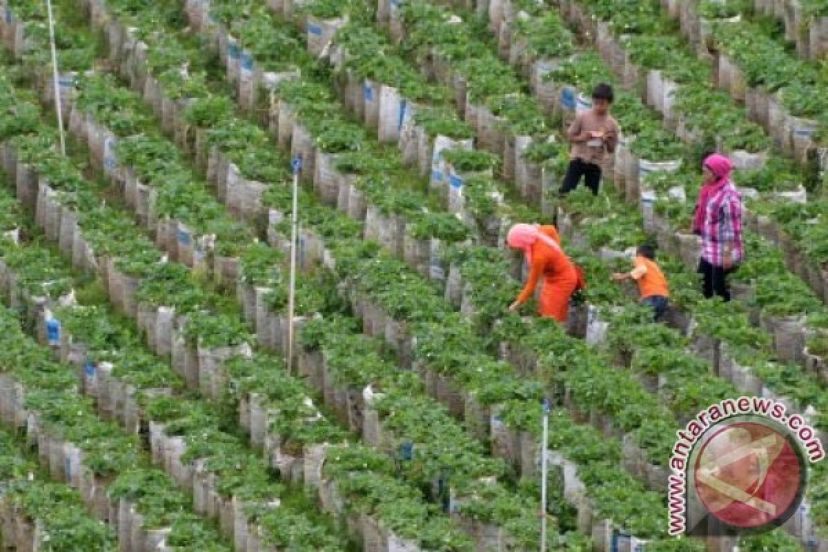 Lampung kembangkan agrowisata kopi dan kakao