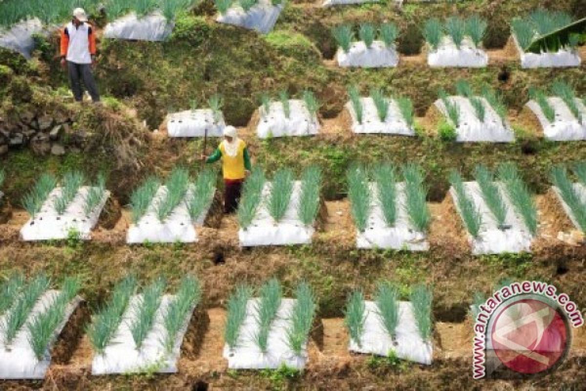 Kementan ingin setiap pulau miliki sentra hortikultura