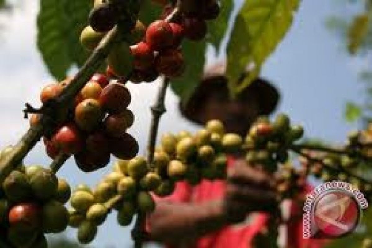 JK suarakan aksi bersama negara produsen kopi di PBB