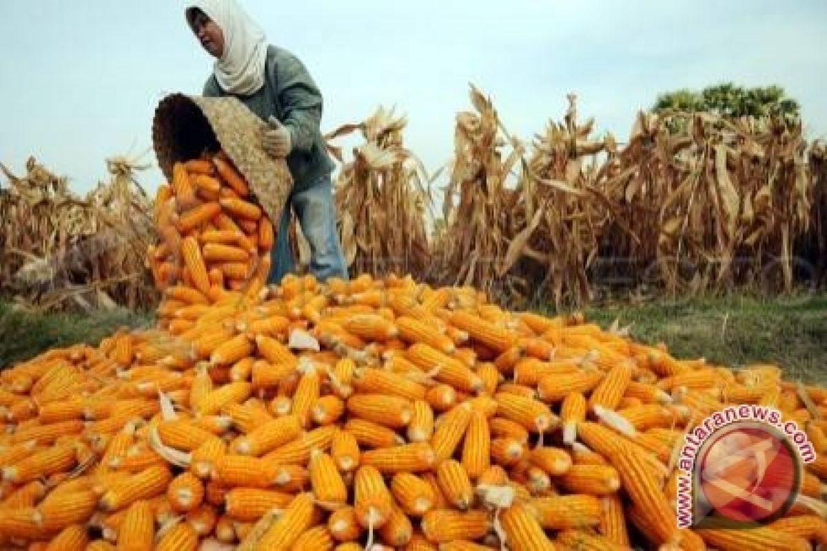 Produksi Jagung Kalbar Turun Sebesar 3,60 Persen 