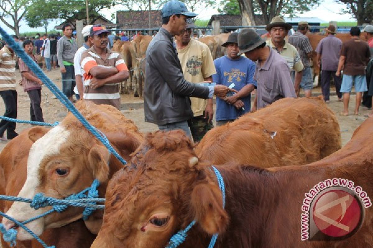 Populasi sapi dan kerbau menyusut 2,56 juta ekor