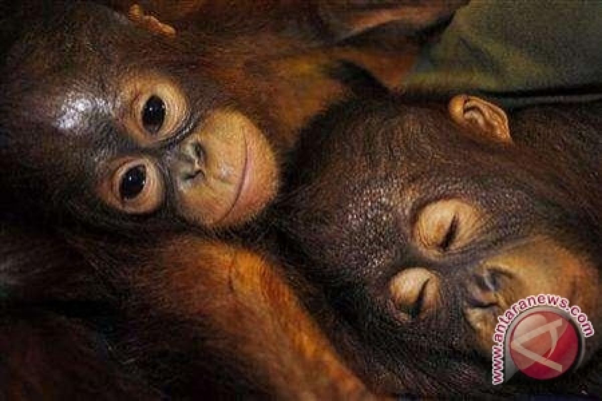 Orangutan di Pontianak Diduga Tewas Disembelih