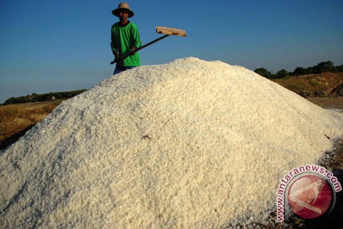Produksi garam Pamekasan capai 199.356 ton