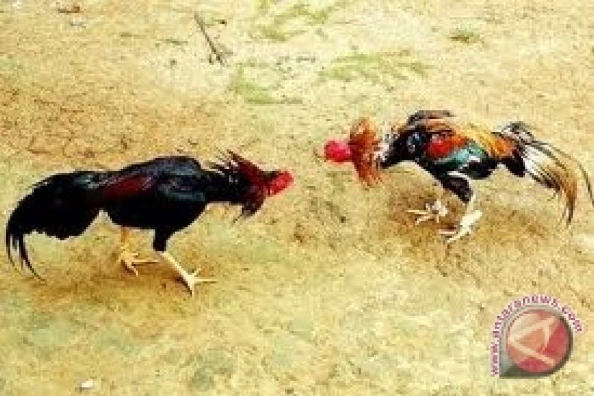 Pasal sabung ayam, Kadishubinfo Pemkot Bengkulu diberhentikan