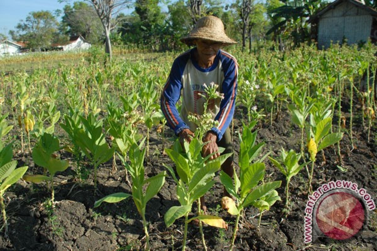 Pakar hukum minta pemerintah kaji wacana ratifikasi FCTC