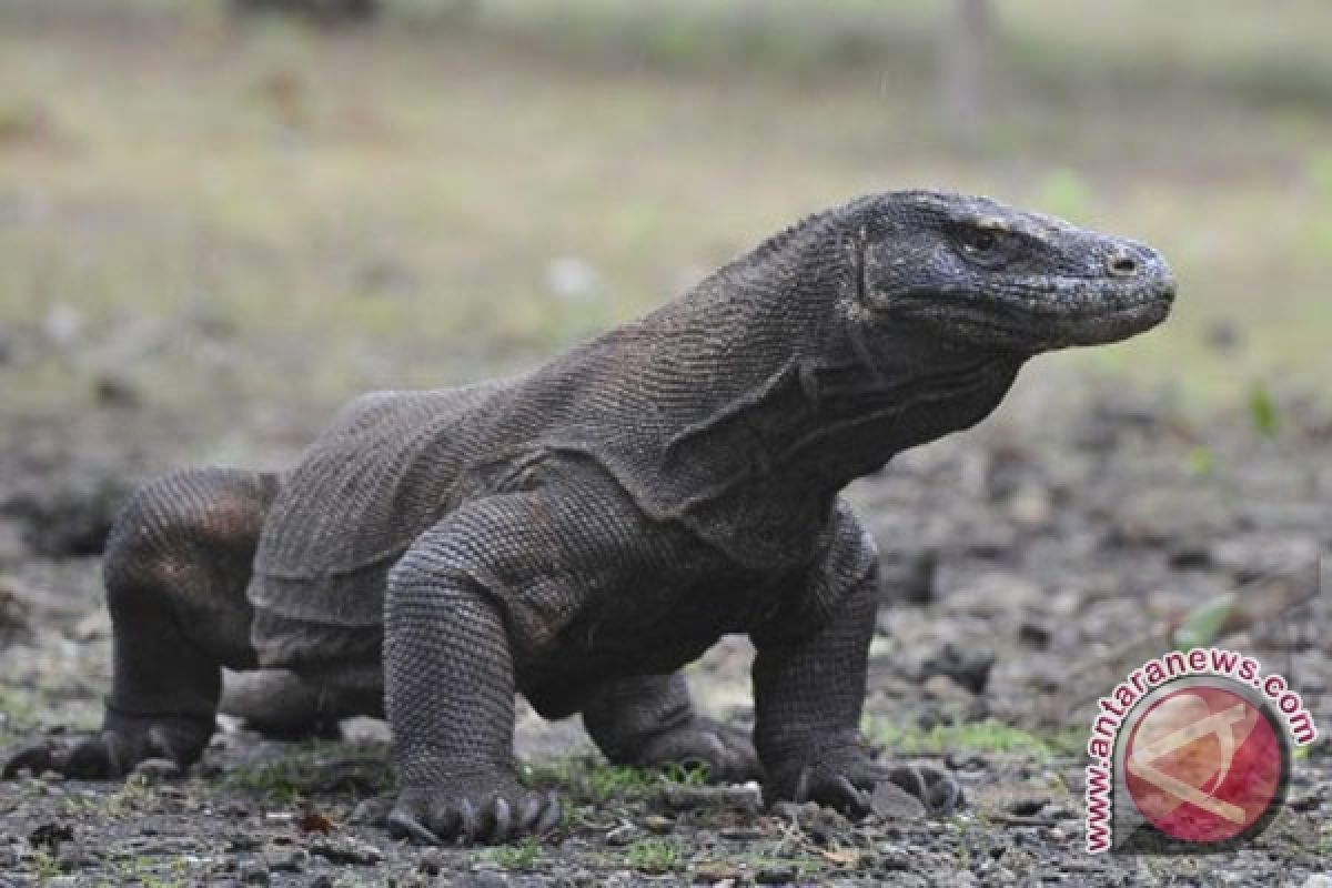 Kebakaran lahan TNK belum ganggu habitat komodo