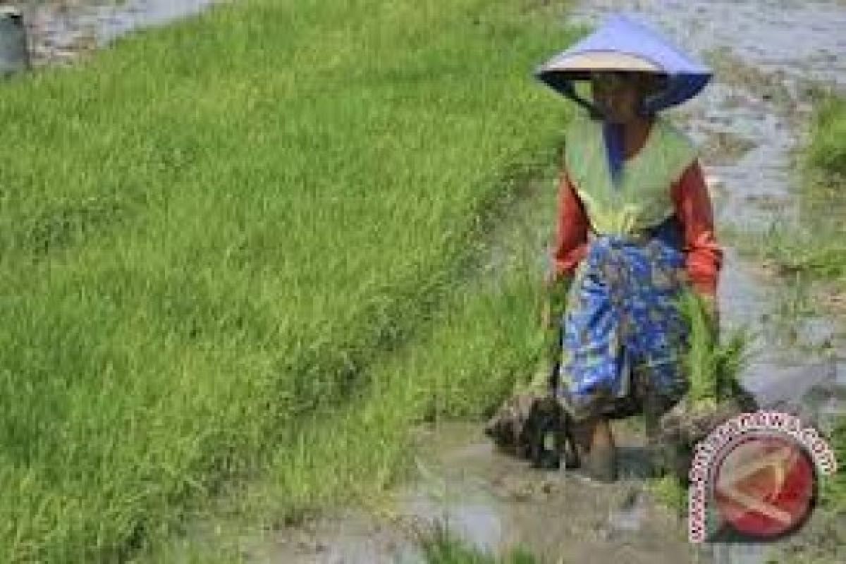 Simancuang Kembangkan Sawah Ramah Lingkungan