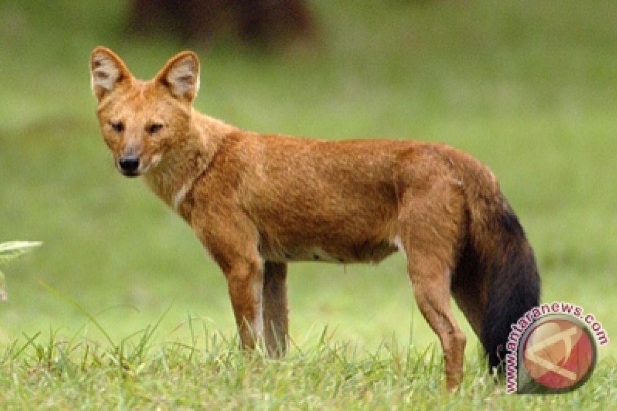 Anjing hutan  resahkan peternak kambing di Lebak