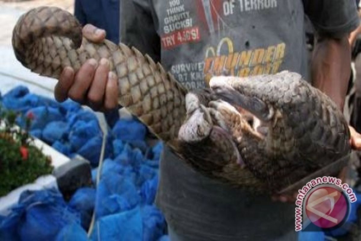 BKSDA lepasliarkan 33 ekor terenggiling