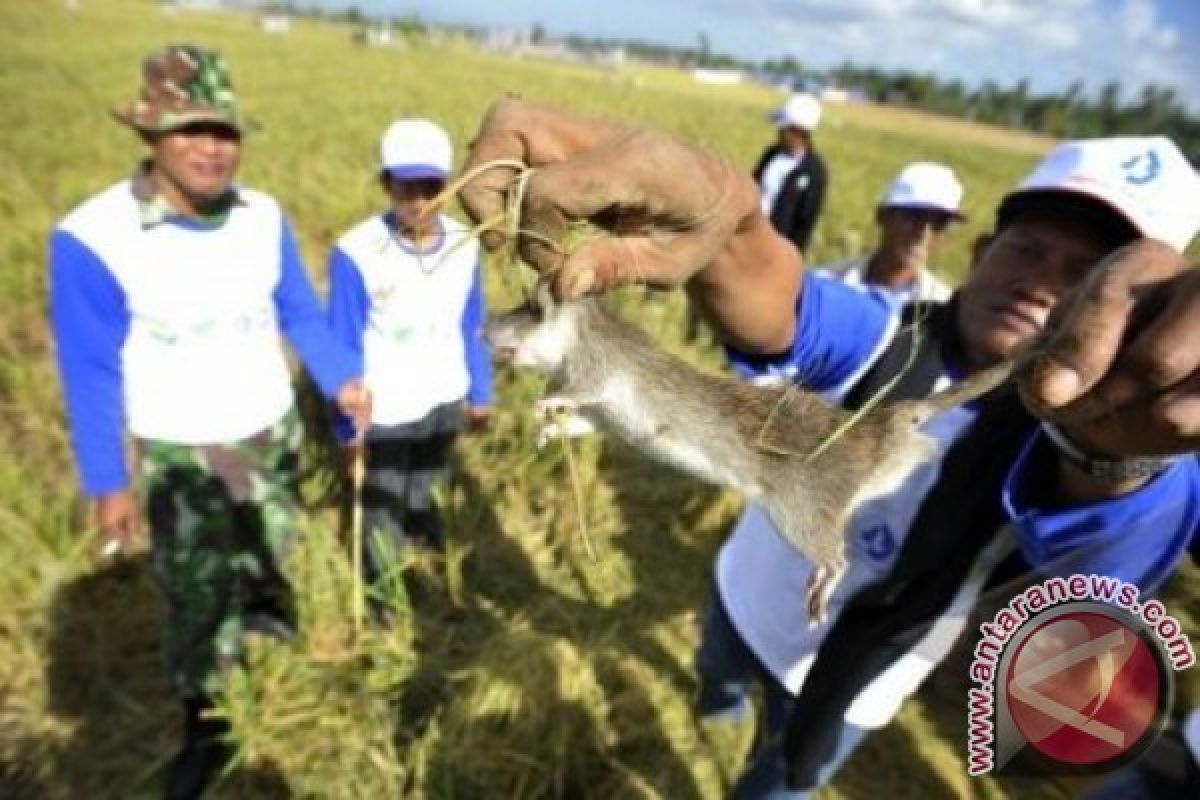 4.506 petani ramai-ramai bantai hama tikus