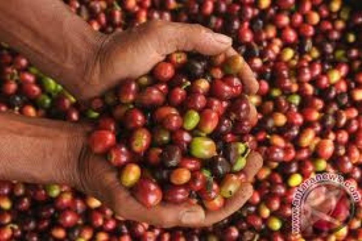 Menjadikan Kopi Primadona Perkebunan Sumatera Barat