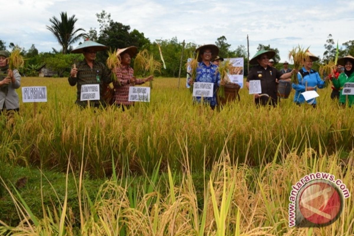 Bupati Sekadau Panen Perdana Sawah Hasil Benih Unggul