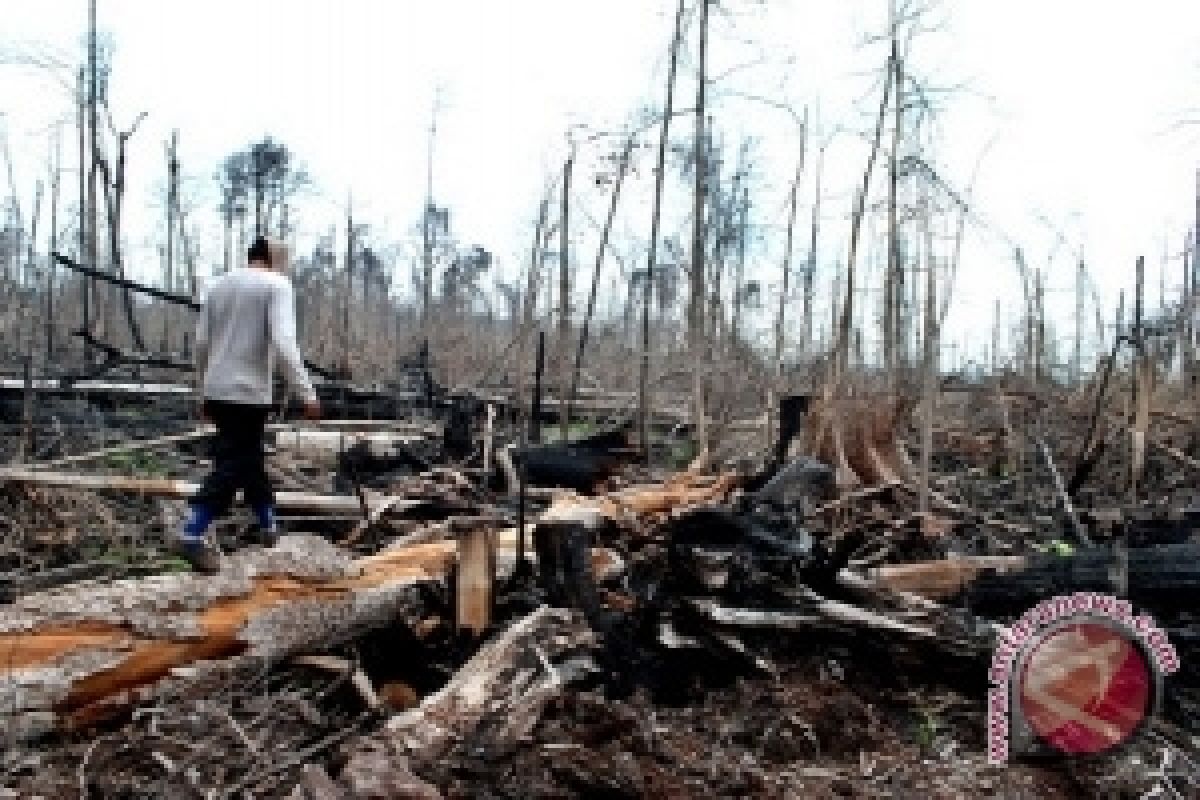WWF mulai lakukan intervensi pengelolaan sawit berkelanjutan