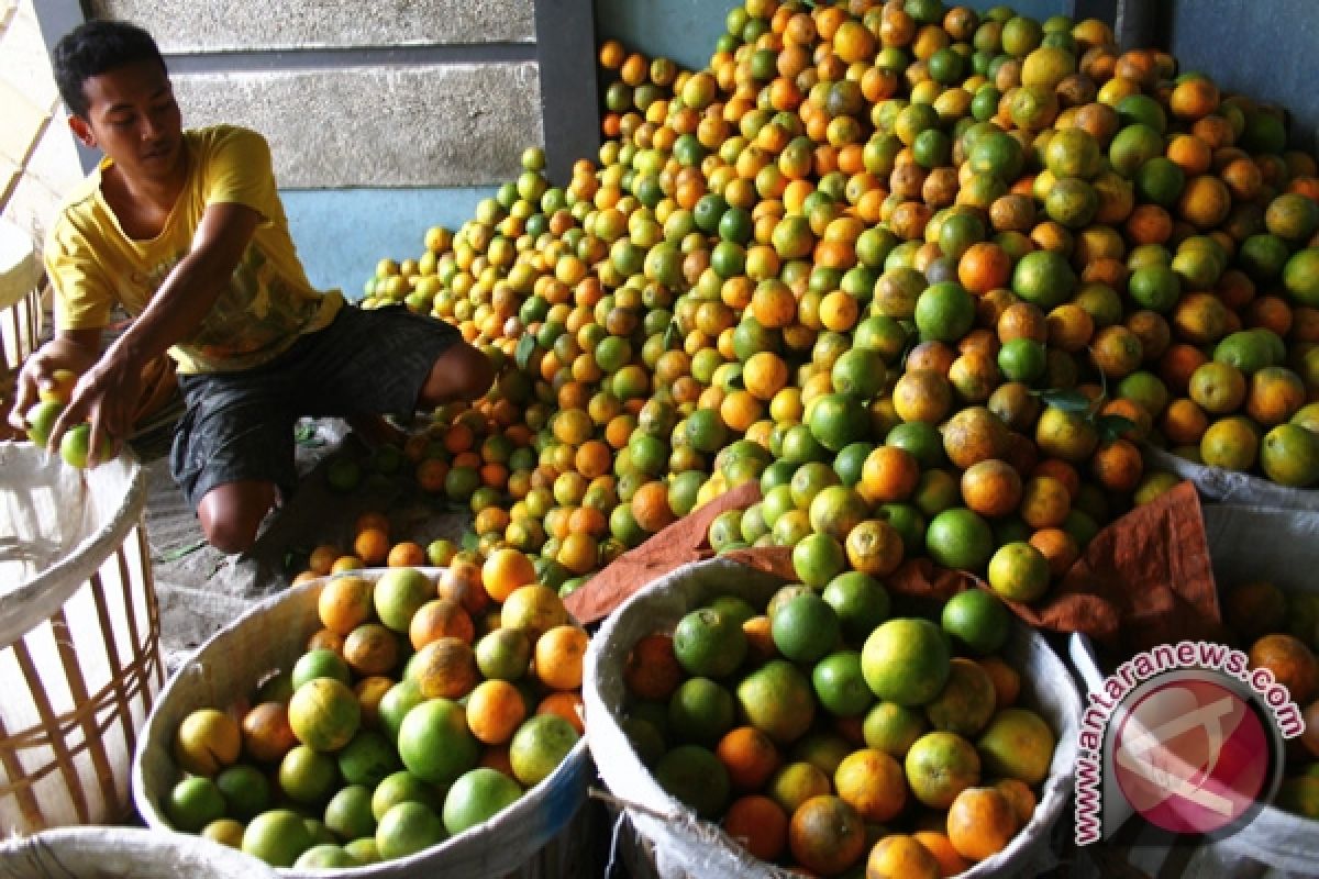 Petani jeruk OKU mulai panen