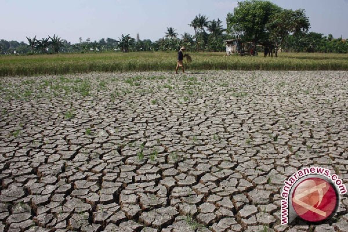 Sawah Di 21 Kecamatan Karawang Rawan Kekeringan