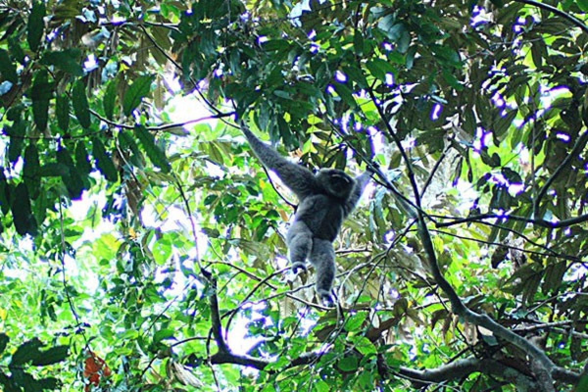 Aktivis: kembang api ganggu satwa Gunung Gede