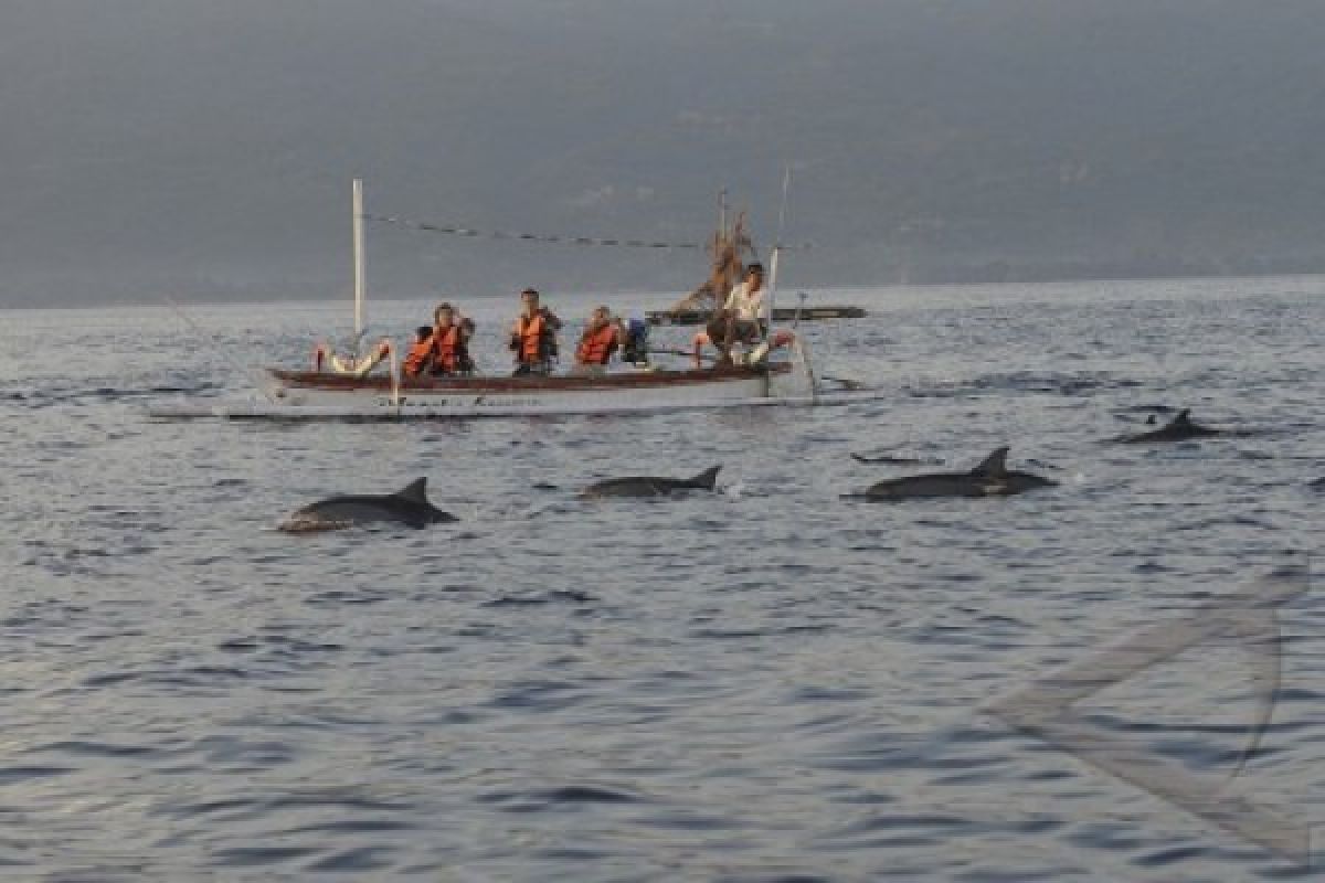 Dua Bangkai Lumba-Lumba Membusuk di Teluk Penyu