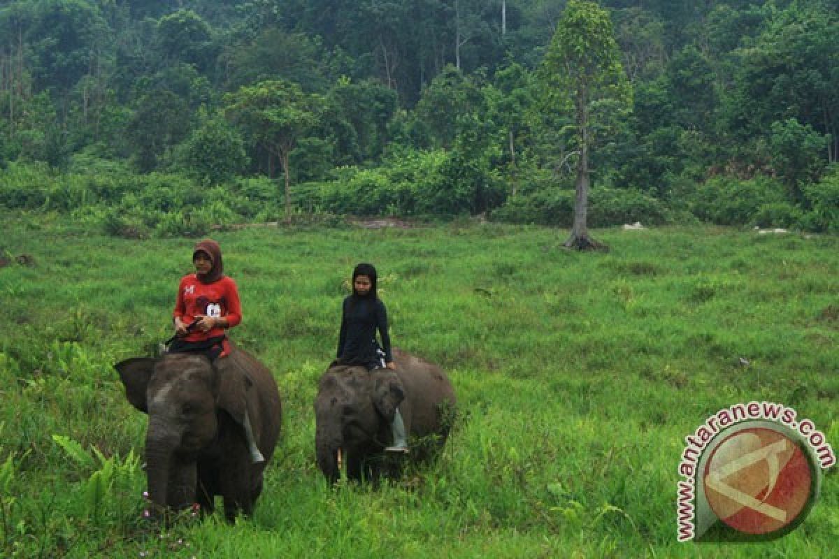 Di Lampung, belasan gajah liar masuk permukiman