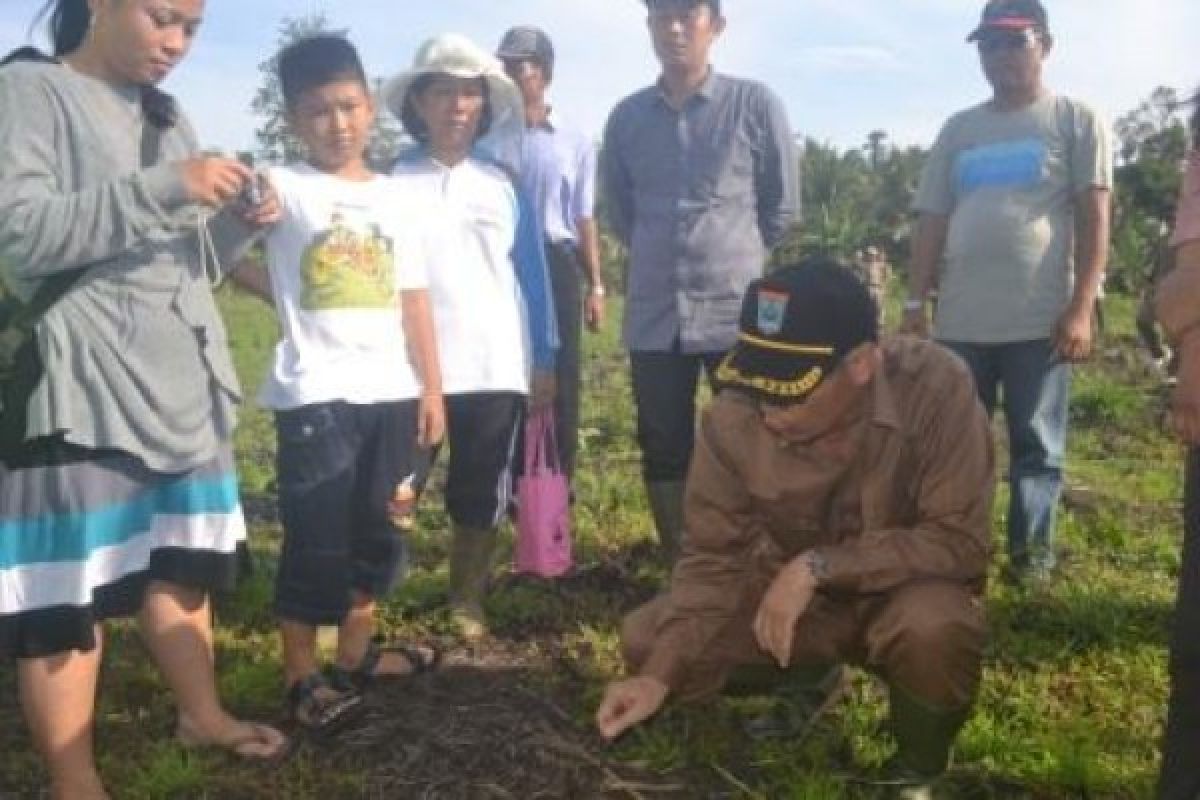 Mentawai Targetkan Bebas Raskin 2016